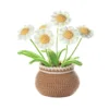 chrysanthemum