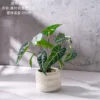 Planta en maceta Alocasia de hoja negra