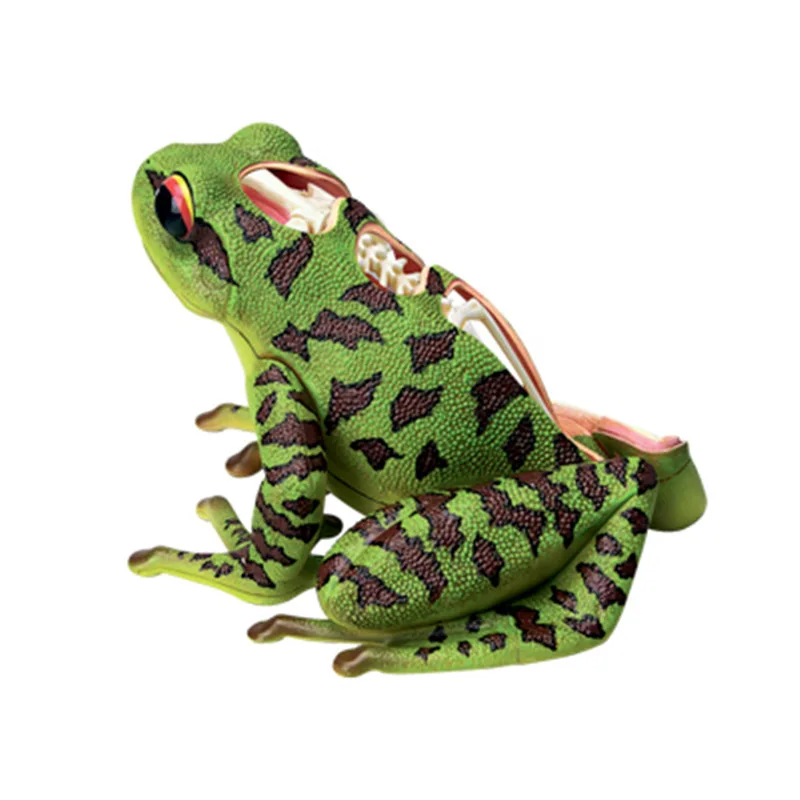 4D Frog Anatomical Model with 31 Parts PVC Skeleton Organ Structure Biology Teaching Resource for Schools