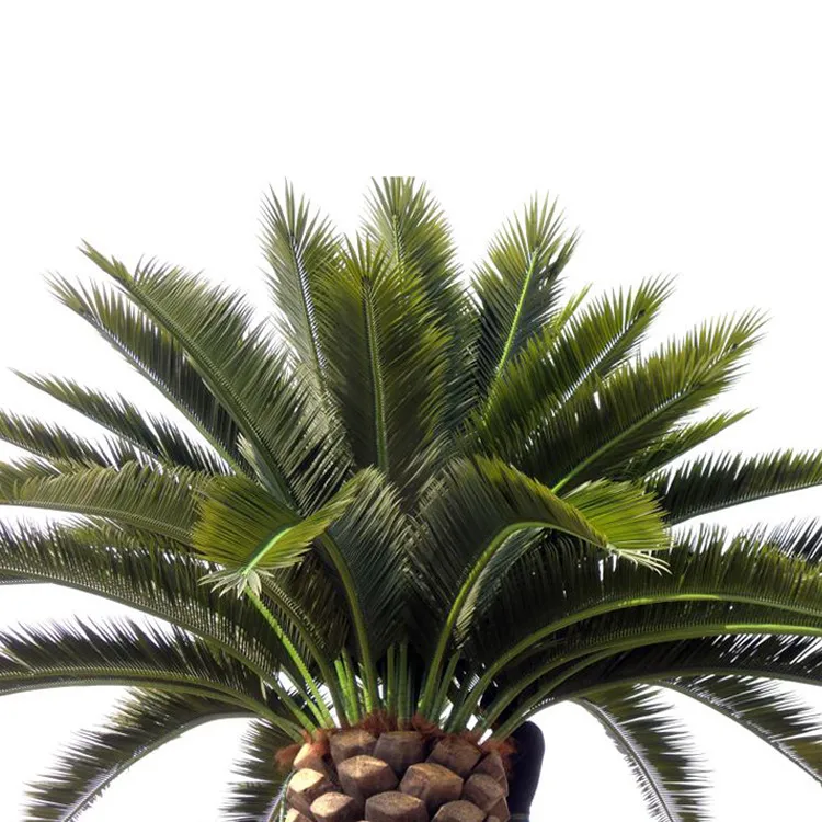 Artificial Fake Fan Palm Tree Leaves Barhi Date Palm Tree in Saudi Arabia