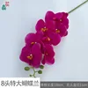 8 cabeza grande Phalaenopsis LFY rosa roja