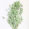 Foglia verde del dollaro
