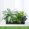 Flor de Melocotón [Adecuado para jardineras de 60 cm]