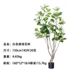 ต้นไฮเดรนเยียสีขาว สูง 150 ซม. (145 ใบ, 20 ดอก)