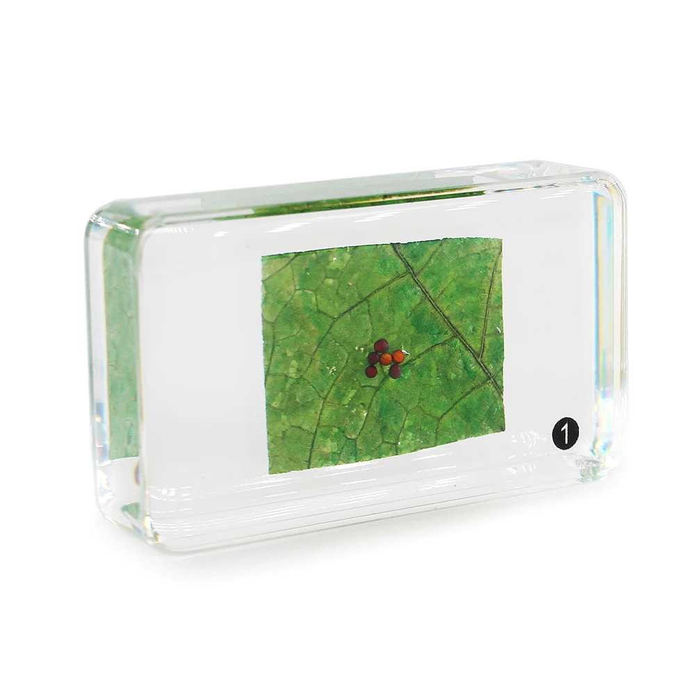 Butterfly Life Cycle Development Specimen Insect in Resin Science Learning Kit Set School Equipment