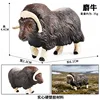 colorato 2522 Musk Bull