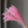 สีชมพู
