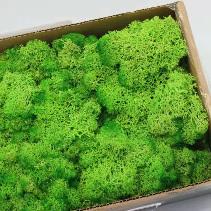 wholesale indoor natural green decorative lichen