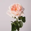 Rosa crema