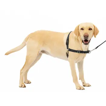 Wholesale No Pull Dog Harness Adjustable Reflective Oxford Easy Control Medium Large Dog Strap Harness With Dog Leash