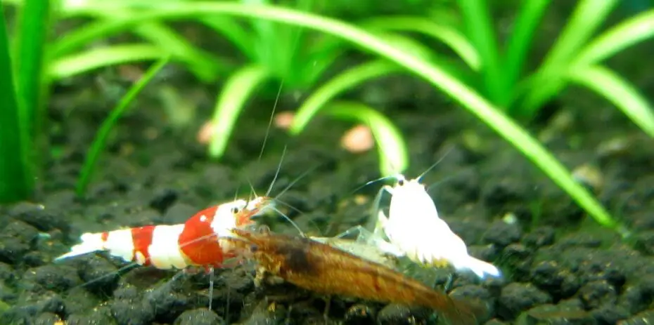 Special-net-aquarium-shrimp-small-fish-3D-retractable-fish-catch-net-white 