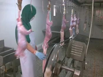 Complete Rabbit Slaughter Equipment Line Rabbit and Poultry Slaughterhouse