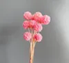 สีชมพู