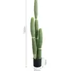 Set three monkey-tailed cactus BIG potted plants