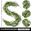1.8-meter Spring Green Norfolk Pine - 36 heads