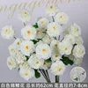 Branche de fleur de koi blanche