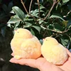 Poulet jaune (paquet de deux)