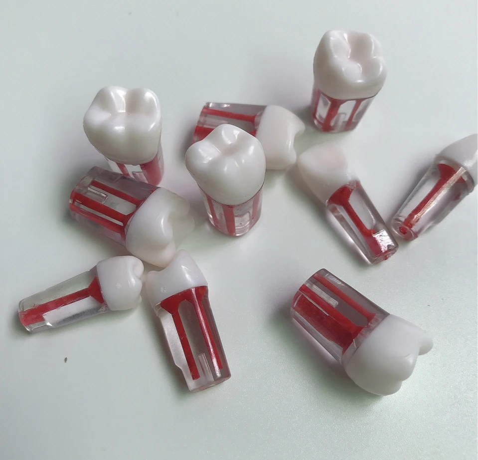 Стоматологическая модель оральной практики прозрачного корня и полости пульпы зубных гранул Модель корневых зубов