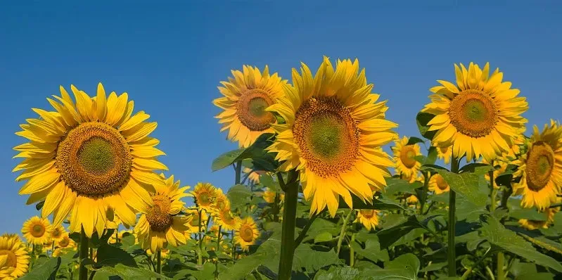 ofusaido【No.7】【No.8】約5.5kgまとめ売り Wholesale Sunflower Seeds - Best Quality & Long Shelf Life