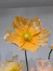 Arancione