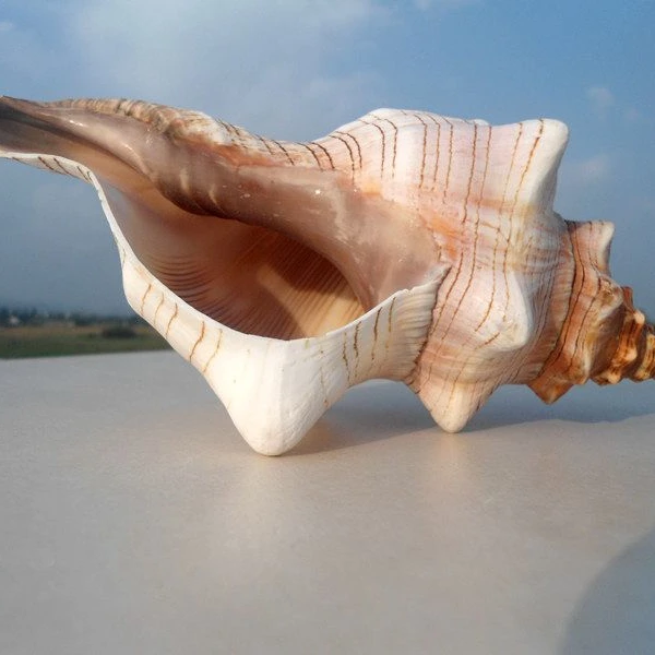 Natural Winding Conch Shells  Shooting Props Fish Tank Aquarium  Exquisite Red Turban Snail Shells   Crimson Spiral Shell