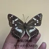 Sauce púrpura mariposa-ha extendido sus alas