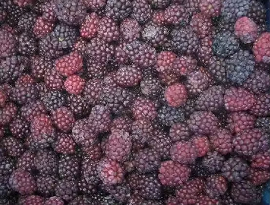 Wholesale Price Bulk 10kg Frozen Blackberries IQF Frozen Blackberry Fruits