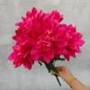 Rosa rosa