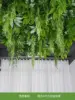 Yoyo weeping willow 1
