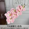 7 teste di phalaenopsis