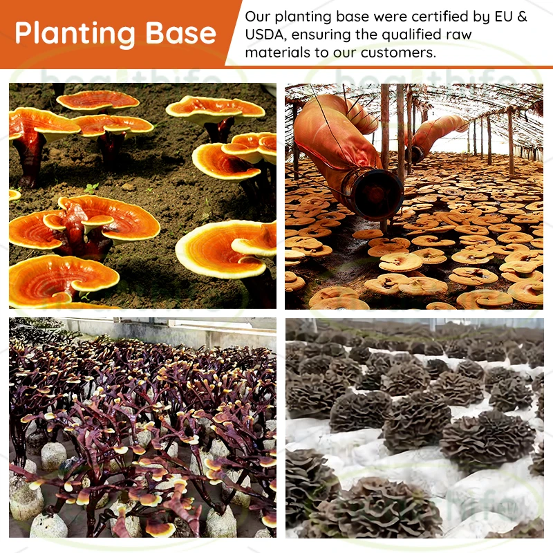 Shiitake Mushroom Extract Powder Alpha Glucan Active Hexose Correlated Compound 30% 50%  AHCC