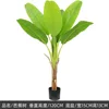 Plantes vertes 1