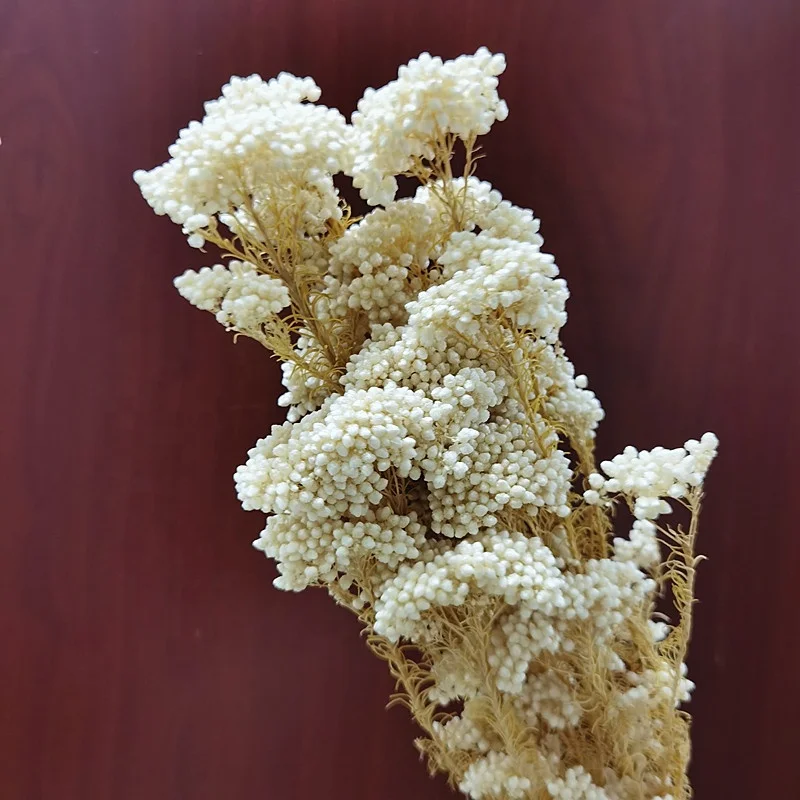 工厂供应真正的天然ozothamnus迷迭香保留米花用于花卉布置 Buy 保存米花 漂白保存米花 保存小米花product On Alibaba Com