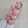 8-head non-woven Phalaenopsis orchid