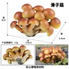 Colorido Pleurotus ostreatus M-2130
