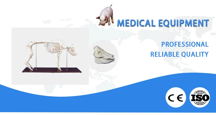 Advanced Pig Skeleton Model Medical Teaching Animal Model Plastic Pig Anatomy Model