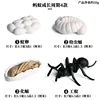 4-Piece Worker Ant Life Cycle Set