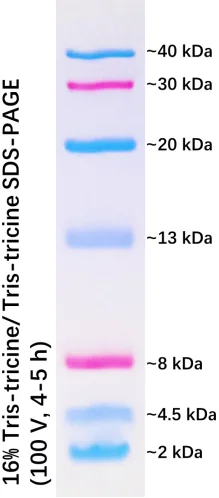 Tinzyme Prestained Protein Marker IX (2-40kDa) . Suitable As a Protein Molecular Weight Standard for SDS-PAGE and Western Blot.