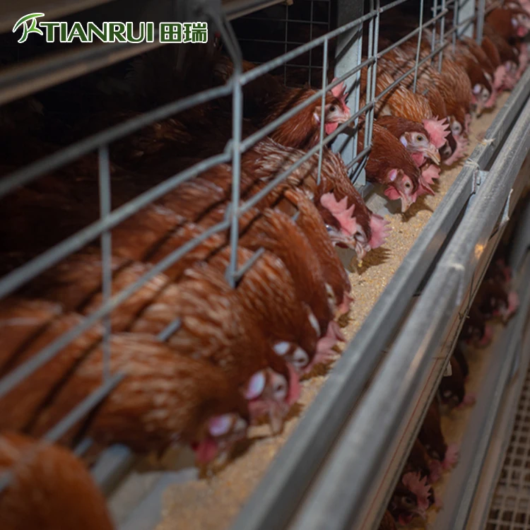 Chicken Project Bird Cage Export,Chicken Cage Layer,Hen House for 1000 Chickens Sale
