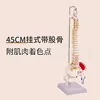 Columna vertebral suspendida de 45 cm con coloración muscular.