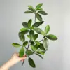 Flat short branches - green leaves