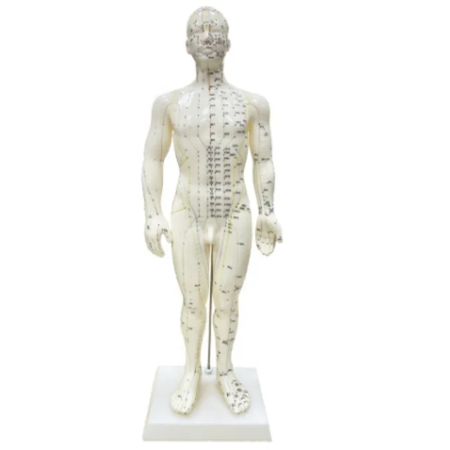 DARHMMY 50CM PVC Male Acupuncture Teaching Model for Medical Science