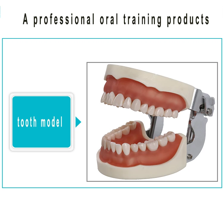 Standard Orthodontic Study Dentist Anatomical Dental Typodont Models