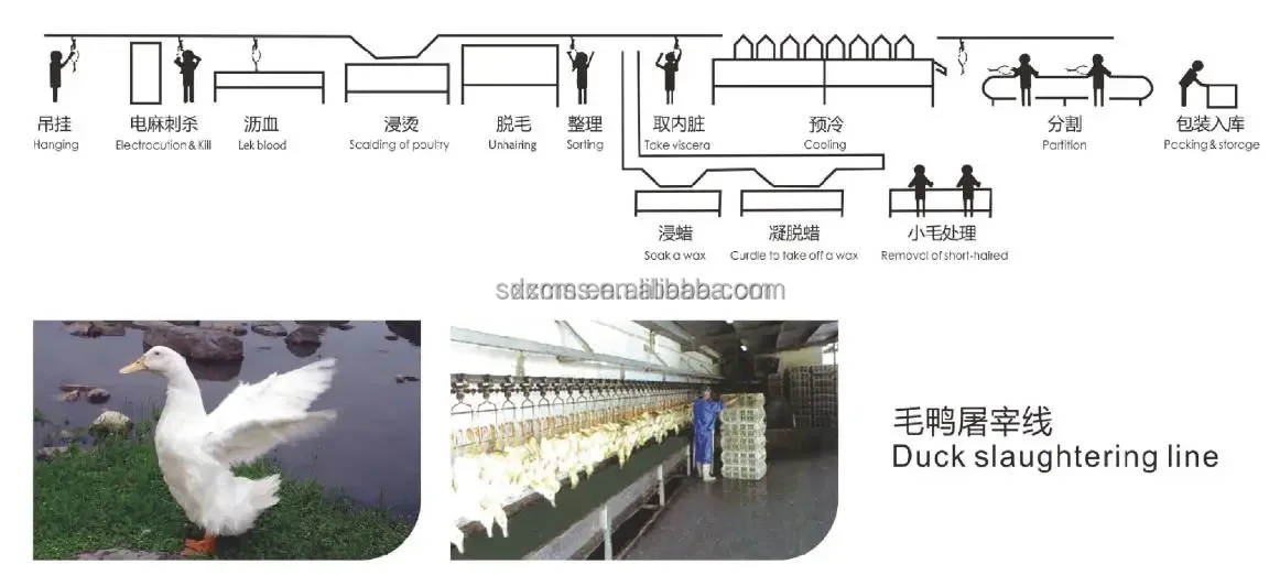 New Chicken Weighing and Grading System Weight Grading Machine| Alibaba.com