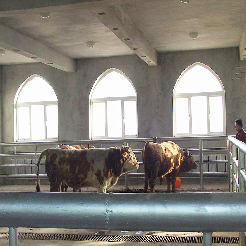 Halal Muslim Abattoir Machinery Ritual Bovine Cattle Cow Slaughtering