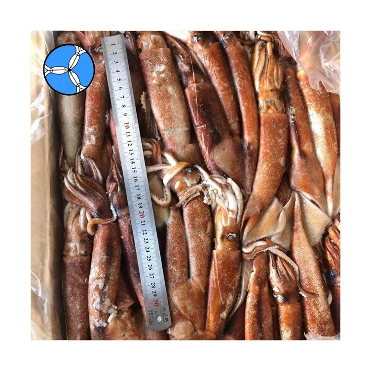 SANFENG SEAFOOD Best Price Frozen Africa Squid