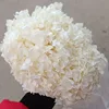 Bianco crema