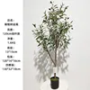 120cm olive tree