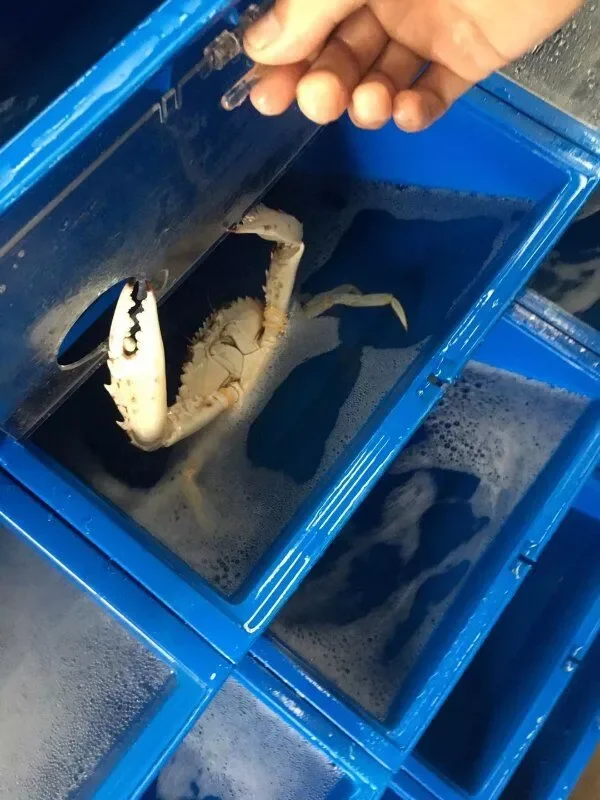 crab wax boxes