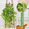 Colgante de pared de hiedra - Verde claro